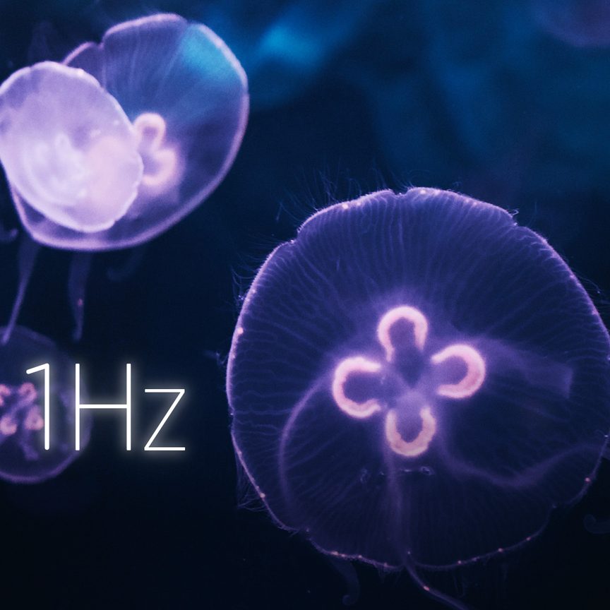 Jellyfish Dream