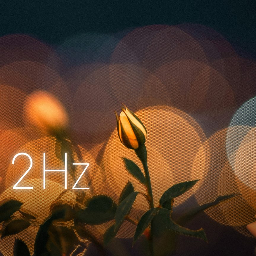 Night Bloom