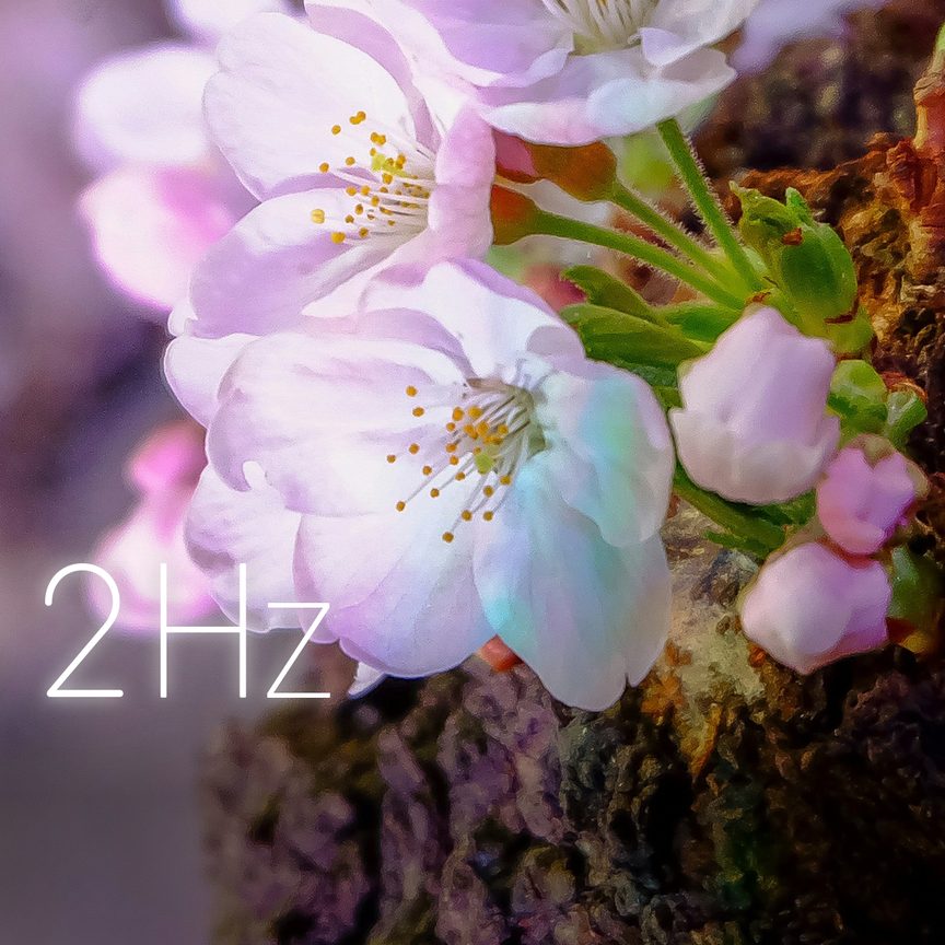Sakura on Bark
