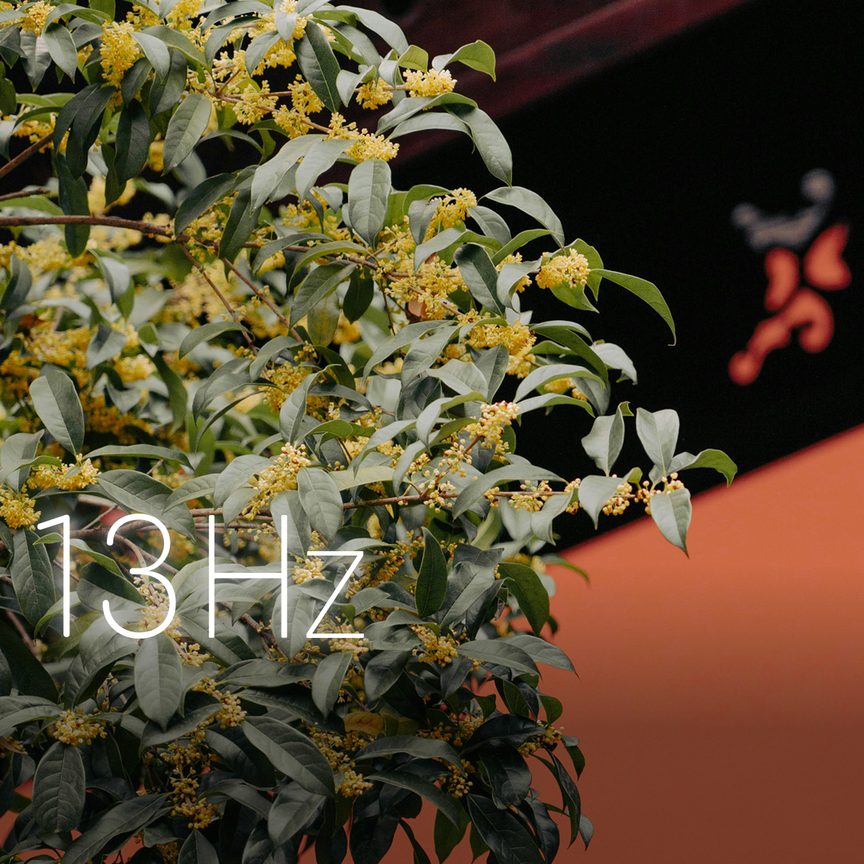 Young Osmanthus