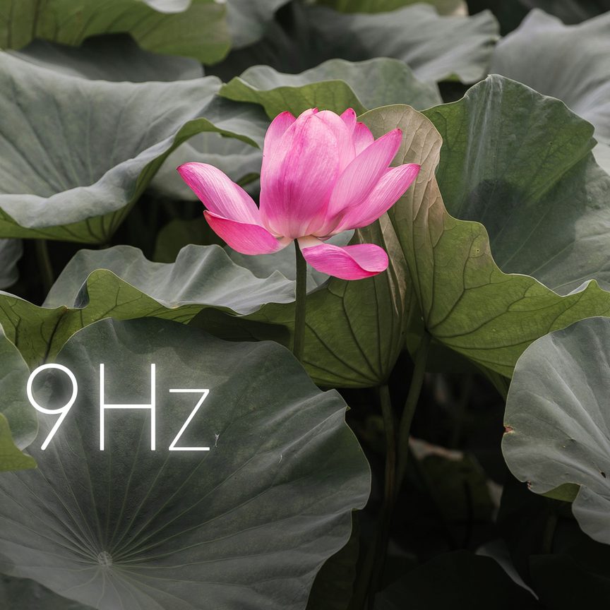 Lotus Clarity