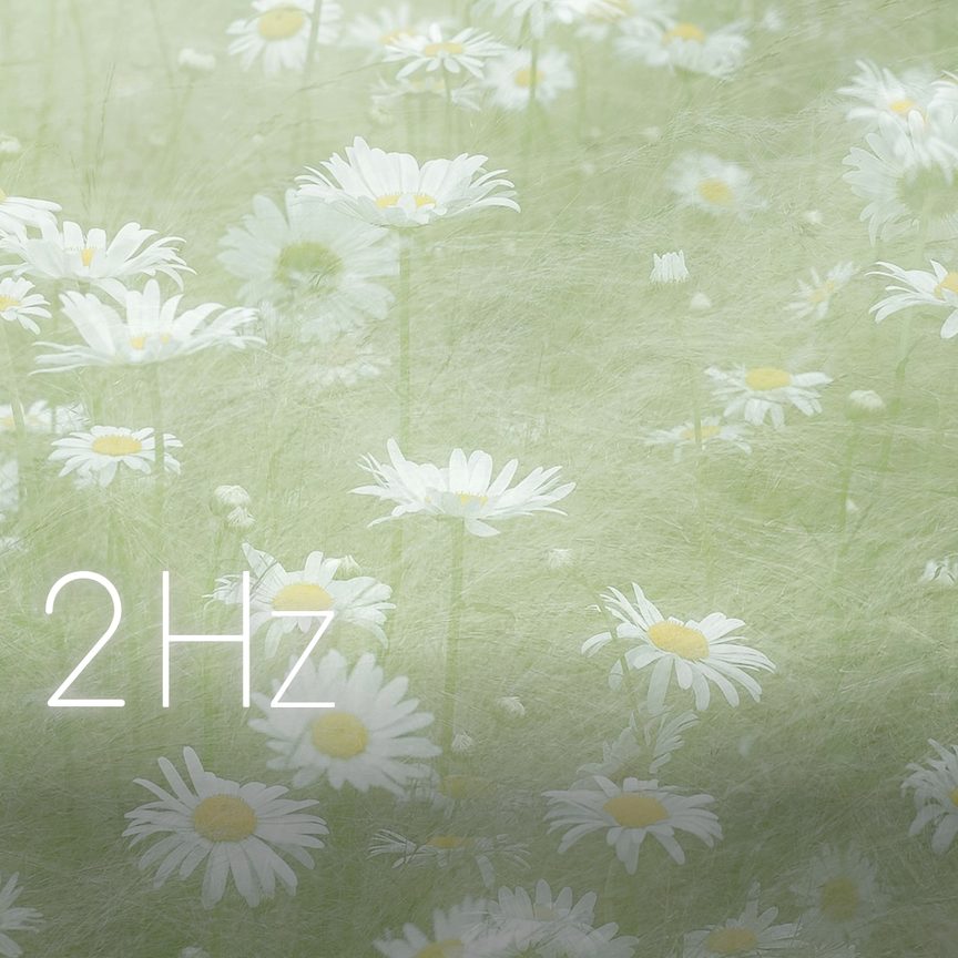 Mist Chrysanthemums